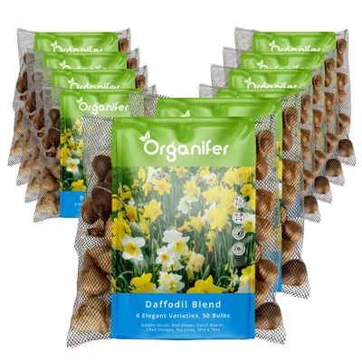 Produktbild von 500 Narzissenzwiebeln – 6 elegante Sorten (XXL Blumenzwiebeln Größe 12 / 14 cm) - Organifer