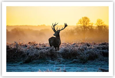 Produktbild von Poster - Poster ohne Rahmen - Feld Nebel Natur Baum - 91,5x61 cm - Wand Bild - Wanddeko - Wandbilder - Kunstposter - Wandposter - Bilder - Kunstdruck - Wanddekoration - Wandbild - P2XAA91x61-2428