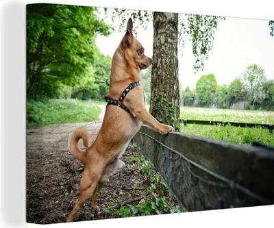 Obrázek produktu pro OneMillionCanvasses® - Obrazy na plátně - 140x90 cm, Čivava se dívá na trávu, nástěnný tisk Nástěnná dekorace - Fotografie na plátně - Obraz na dřevěném rámu