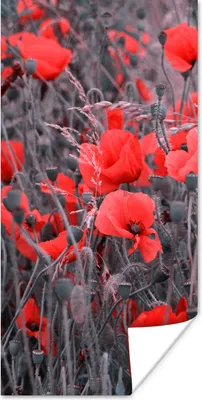 Produktbild von MuchoWow® Poster Rote Mohnblumen in einem Schwarz-Weiß-Bild 75x150 cm - Dekoration für die Wände