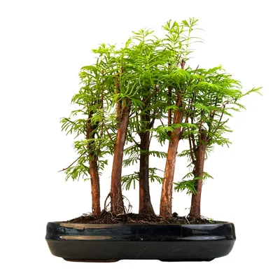 Zdjęcie produktu dla Las bonsai Metasequoia P25