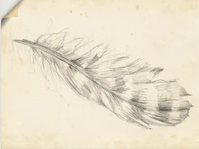 Produktbild von ARTland Wandbild, selbstklebend Federskizze II Größe: 60x45 cm