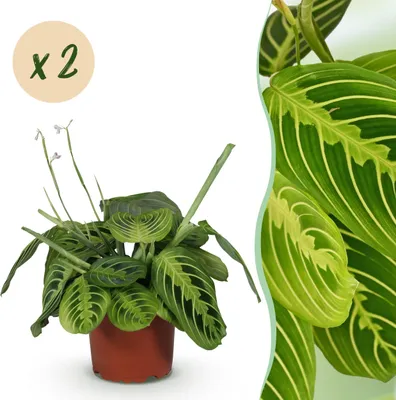 Image de Maranta Fascinator Citron Vert - Plante de prière - Animaux domestiques - Vert - 2 Plantes - 30-35cm - Ø12cm - Plante d'intérieur - Vert persistant