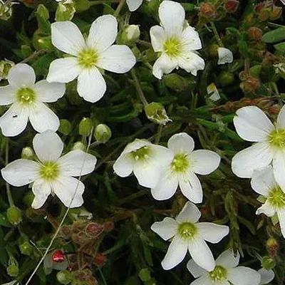 Produktbild von 6 x Berg Sandkraut - Arenaria montana  | Topf 9cm x 9cm