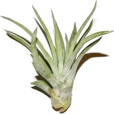 Produktbild von 1 Tillandsia sphaerocephala, Tillandsien für Terrarien, Aufsitzerpflanzen