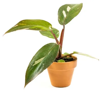 Obrázok produktu pre Gardners Philodendron Pink Princess, priemer 6 cm