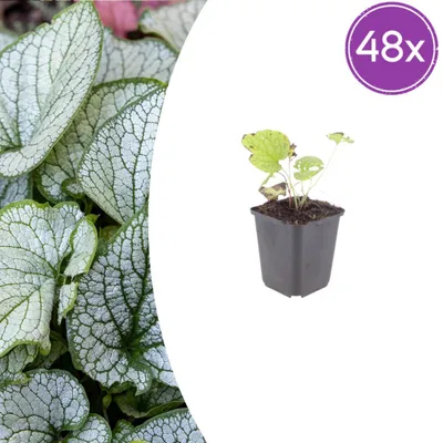 Zdjęcie produktu dla Brunnera macr. 'Jack Frost' | 48 sztuk - 10-25cm - Ø9cm - Roślina ogrodowa