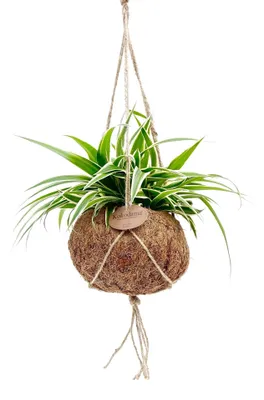 Obrázok produktu pre Kokodama Chlorophytum Comosum (L)