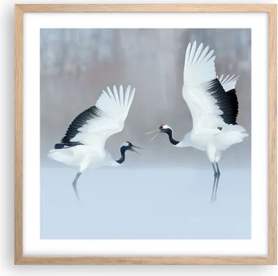 Produktbild von Gerahmtes Poster - Rahmen in heller Eiche - Kraniche kämpfen tanzen - 50x50 cm - Wand Bild - Wanddeko - Wandbilder - Kunstposter - Wandposter - Bilderrahmen - Bilder - Kunstdruck - P2NAC50x50-4497