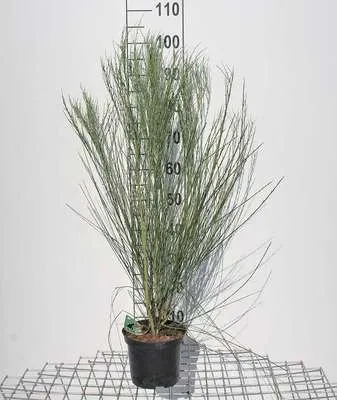 Zdjęcie produktu dla Cytisus praec. 'Albus' - Gorse 40- 60 cm pojemnik