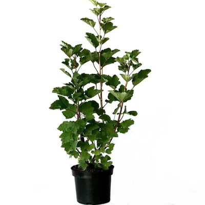 Produktbild von Junifer frühe rote Johannisbeere kräftiger Johannisbeerbusch 30-50 cm Pflanze im 5 Liter Topf