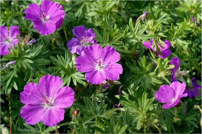 Produktbild von Stauden Gänge 10 x Geranium sanguineum 'Dilys' - Pinker Blut Storchschnabel - Leuchtende Blüten für monatelange Gartenfreude - Bienenfreundlich