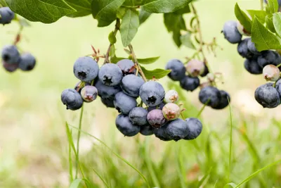 Produktbild von Vaccinium corymbosum 'Duke', Heidelbeere, große Früchte, 60 cm
