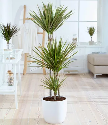 Produktbild von BALDUR Garten 1x Drachenbaum Dracaena 'Bicolor', Pflanze im 25 cm-Topf, ca 120 cm hoch, attraktive zweifarbige Blätter, dekorativer Blickfang für Wohnung & Büro, pflegeleichte Zimmerpflanze
