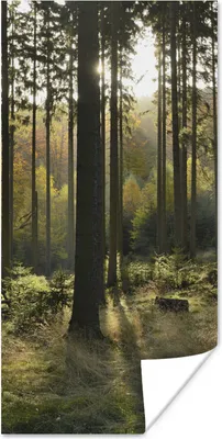 Produktbild von MuchoWow® Poster Wald - Sommer - Sonne 60x120 cm - Wandschmuck