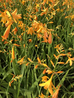 Zdjęcie produktu dla 6 x Crocosmia hybr. 'George Davidson' - Montbretia im 9x9 cm Topf
