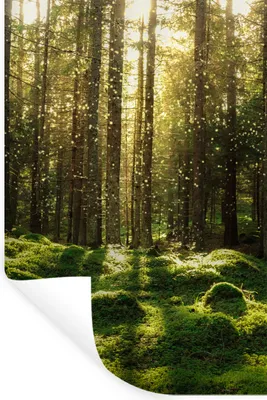 Produktbild von MuchoWow® Wandtattoo Wandsticker Wandaufkleber Bäume - Wald - Moos - Pflanzen - Sonne - Natur 60x90 cm Selbstklebend und Repositionierbar - Sticker - Dekorfolie
