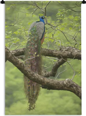 Produktbild von MuchoWow® Wandteppich Wandbehang Pfau - Federn - Baum 90x135 cm Tapisserie Dekoration Wandtuch - Baumwolle - Wandskulptur