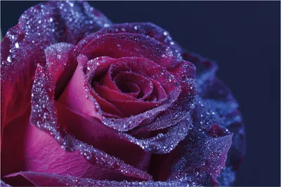 Produktbild von Wallario Poster - Rote Rosenblüte im Regen, Kunstdruck Größe: 61 x 91,50 cm