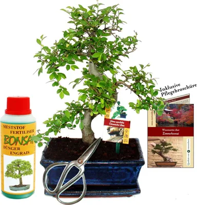 Immagine prodotto di Bonsai "Ulmus" set regalo - olmo cinese - circa 8 anni - set per principianti