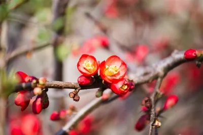 Produktbild von Chaenomeles 'Fire Dance', Zierquitte, leuchtend rot, 40–60 cm
