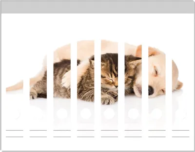 Produktbild von Wallario Ordnerrücken Sticker, selbstklebend für schmale Ordner, 8 Stück, Motiv Katze und Hund in Harmonie - Kuschelnde Tiere