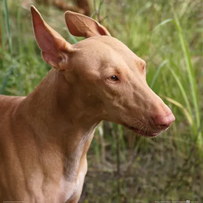 Produktbild von Hunde Kunstdruck Bild - Pharaonenhund, Portrait (40 x 40 cm)