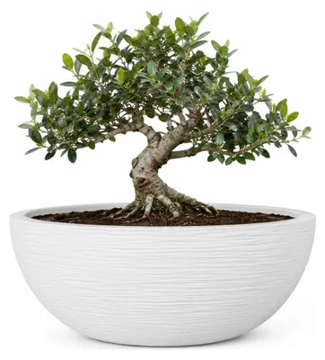 Produktbild von Topf de fleur Vasque Graphit Blanc cérusé - Eda