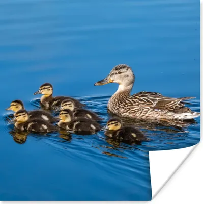 Produktbild von MuchoWow® Poster Ente - Wasser - Vogel - Braun 100x100 cm - Babyzimmer