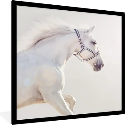 Produktbild von MuchoWow® Gerahmtes Poster Pferd - Weiß - Mähne 40x40 cm - Poster mit Schwarzem Bilderrahmen Wandposter Rahmen Foto Bilder - Mit Rahmen - Wanddekoration Schlafzimmer