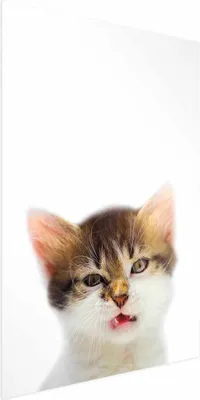 Produktbild von Posterpapier Poster - Annoyed Cat 21x30 cm Für Kinder g-B-0100-ao-a