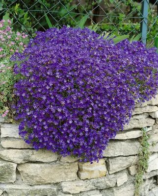 Produktbild von Aubrieta x cult. 'Cascade Blue', Blaukissen, blau, ca. 9x9 cm Topf