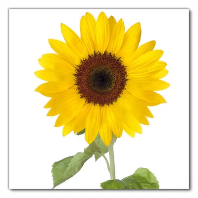 Produktbild von Wallario selbstklebende Möbelfolie/ Tischdecke für Innen und Außen, Größe: 90 x 90 cm - Sonnenblume