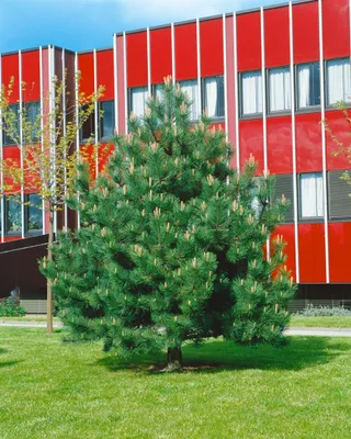 Produktbild von Pinus nigra 'Compacta', Schwarzkiefer, kompakt, 25–30 cm