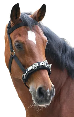 Produktbild von Waldhausen Kappzaum Nylon, schwarz, weich gepolstert in F/S