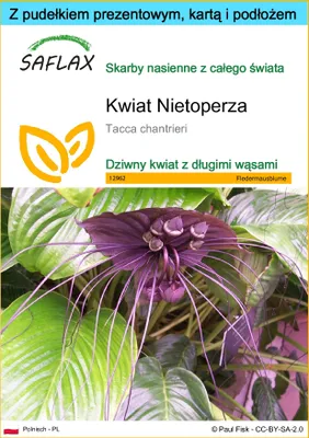 Zdjęcie produktu dla SAFLAX - Zestaw prezentowy - Kwiat Nietoperza - 10 Nasiona - Z pudełkiem upominkowym, etykietą wysyłkową, kartą podarunkową i podłożem uprawowym - Tacca chantrieri