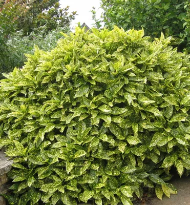 Produktbild von Japanische Aukube ´VARIEGATA´ 15-20 cm, Cont. 2,5 l