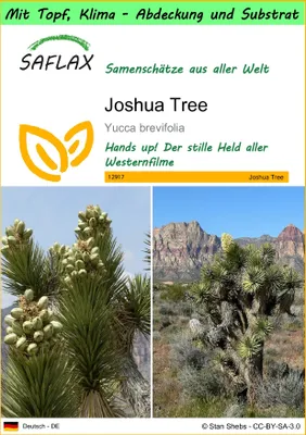 Produktbild von SAFLAX Garden to go - Joshua Tree - Yucca brevifolia - 10 Samen - Mit Topf, Klima - Deckel und Anzuchtsubstrat