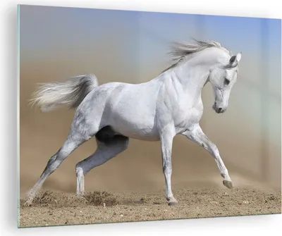 Produktbild von Bilder auf glas - Pferd weiß Tier - 70x50cm - Glasbilder - Wandbilder - Kunstdruck - zum Aufhängen bereit - Wanddekoration aus Glas - Glas Bilder - Wandbild auf Glas - Einteilig - GAA70x50-0167