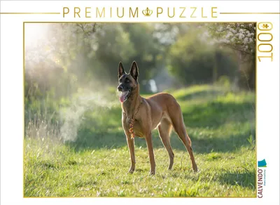 Produktbild von CALVENDO Puzzle Malinoishündin von den Mecklenburger Rüpeln | 1000 Teile Lege-Größe 64x48cm Foto-Puzzle für glückliche Stunden