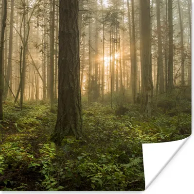 Produktbild von MuchoWow® Poster Wald - Sonne - Licht 50x50 cm - Wohnzimmerdekoration