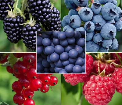 Produktbild von Dehner Bio Pflanzenset Bunter Obstgarten, mit je 1 x Brombeere / Heidelbeere / Himbeere / Rote Johannisbeere / Tafeltraube, 40-50 cm, Ø Topf 13 cm, Gartenobst