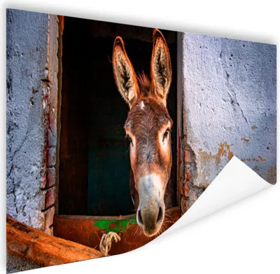 Produktbild von MuchoWow® Poster Esel im Stall 180x120 cm - Fotoplakat