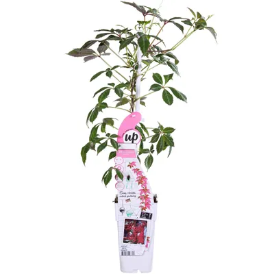 Image de Hoogeveen Parthenocissus Henryana - 65 cm, Ø15 cm
