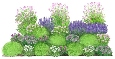 Produktbild von Dehner Bio Stauden-Set Heimatgarten, Landlust Kollektion, 24 Pflanzen für sonnige Standorte, je 5-20 cm exkl. Pflanztopf, Ø Topf je 9 cm, lila / rosa / weiß / grün