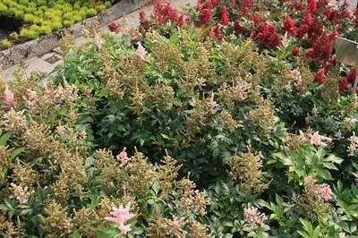 Obrázok produktu pre 6 x Astilbe (j) 'Europa' - Prachtspiere - Topf 9 x 9 cm