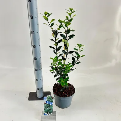 Zdjęcie produktu dla Ilex meserveae 'Heckenpracht – ostrokrzew | 50–60 cm w doniczce