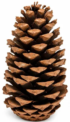 Produktbild von Kiefernzapfen einzeln 10-14 cm Pinus maritima Tannenzapfen Deko Advent Basteln