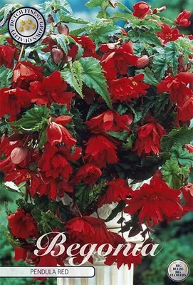 Artikelbild 2 von 'Begonie Red (3 Stück)' aus der Kategorie Begonienknollen
