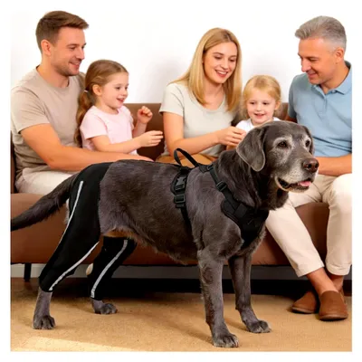 Produktbild von Hunde-Stützgeschirr für die Hinterbeine | Verstellbares, rutschfestes Liftgeschirr mit reflektierendem Gurt